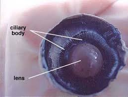 <p><span style="background-color: transparent;">Ciliary Body</span></p>