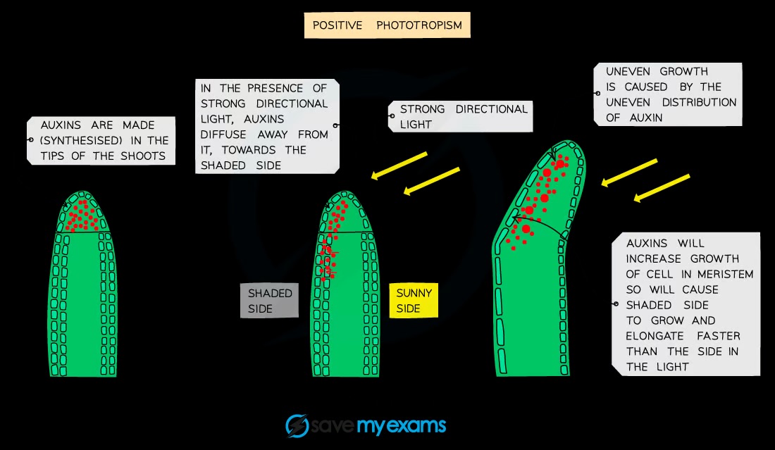 <p>Chemically, using hormones like auxin</p>
