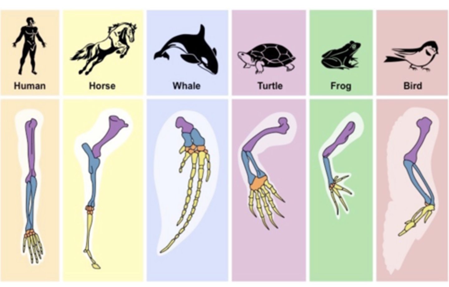 <p>A limb with five digits, found in many different vertebrate species.</p>
