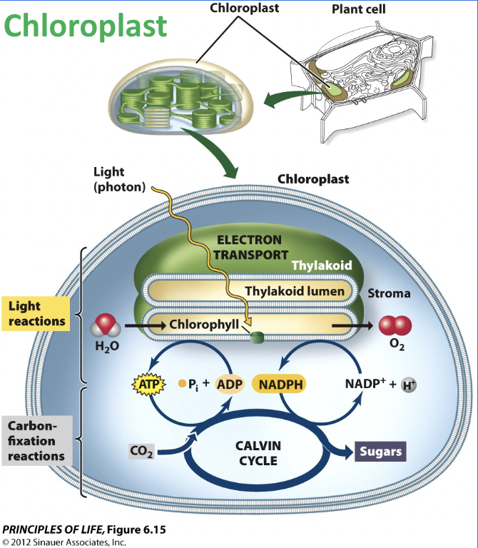 <p>Photosynthesis </p>