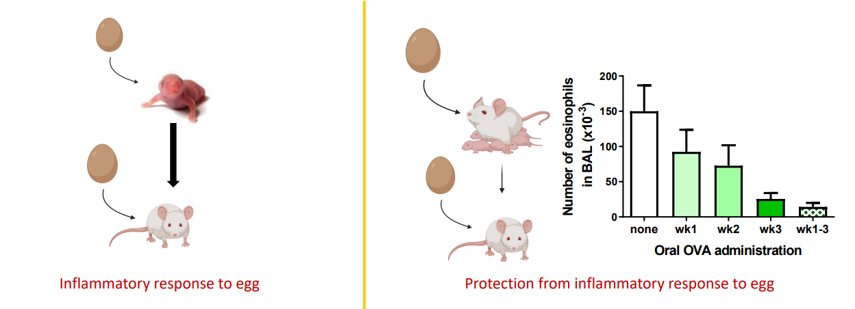 <p>- inflammatory response to egg</p>