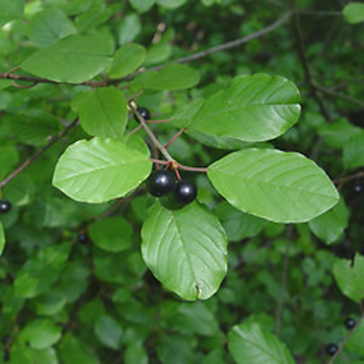 <p>Glossy buckthorn</p>