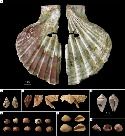 <ol><li><p>Cuevo de los Aviones, Spain</p></li><li><p>50 ka</p></li><li><p>Description: dyed, perforated shells</p></li></ol><p></p>