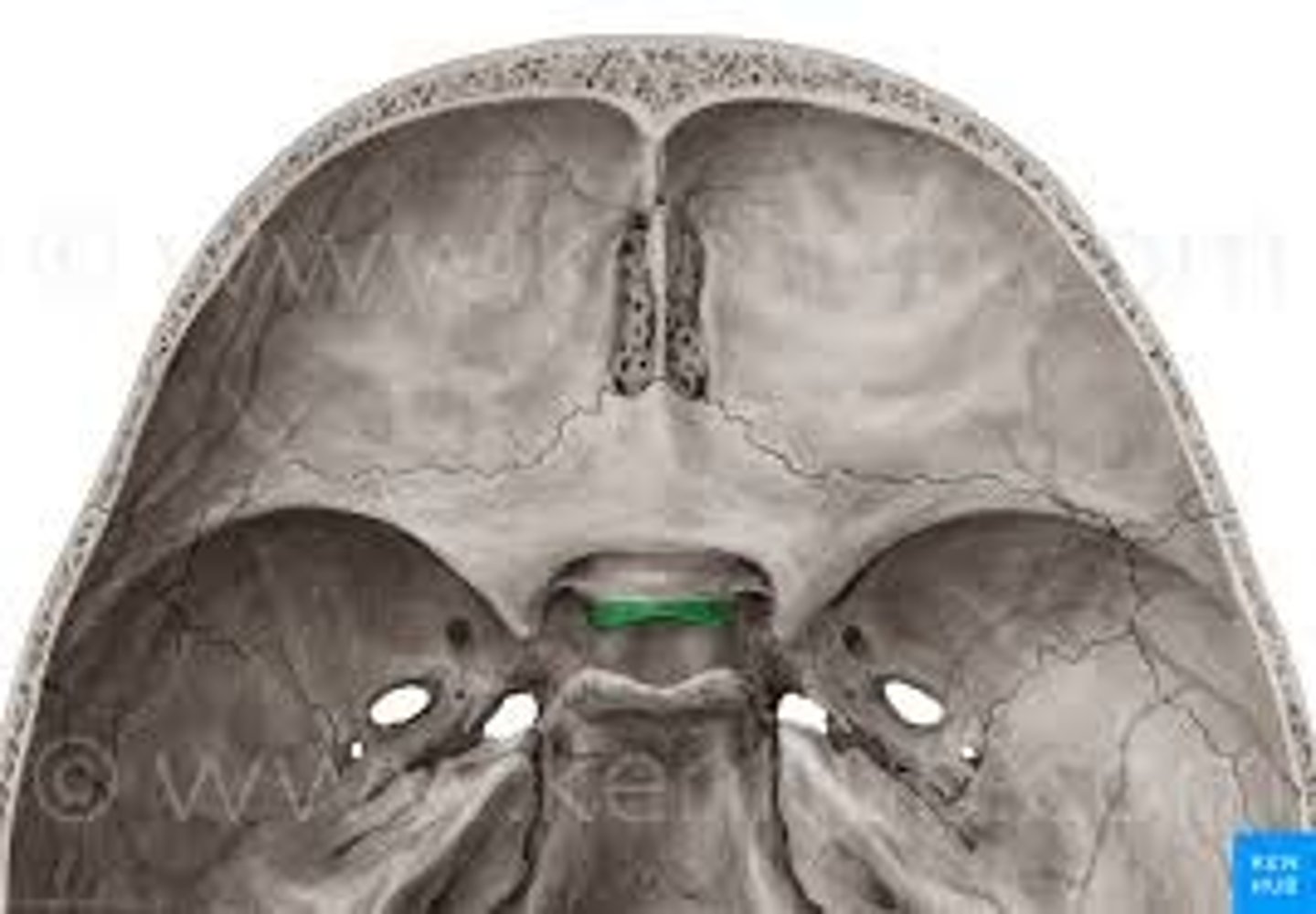 <p>forms the anterior border of the sella turcica</p>