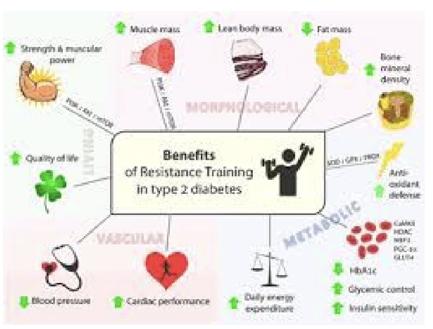 <p>-Type I and Type II</p><p>-RT benefits in Type II: all increase glucose sensitivity and insulin control</p><p>-Ask: is there kidney disease present? peripheral neuropathy (lack of sensation)?</p><p>-Aerobic all good, but RT increases muscle mass so better glucose control</p>