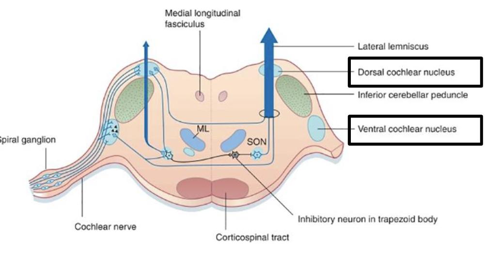 <p>into dorsal and ventral nucleus</p>