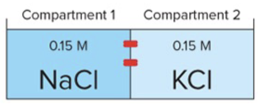 <p>Two chambers are separated by a membrane permeable only to Na+. Which of the following will occur? Explain.</p><p>a) Na + flows from right to left </p><p>b) As Na + flows, a negative charge builds up in the left chamber </p><p>c) Cl - flows in the same direction as Na + </p><p>d) Na + flows until its concentration is IDENTICAL in both chambers </p><p>e) As Na + flows from Chamber 1 to 2, K + flows from 2 to 1</p>