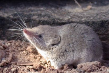 <p>Merriam’s shrew</p>