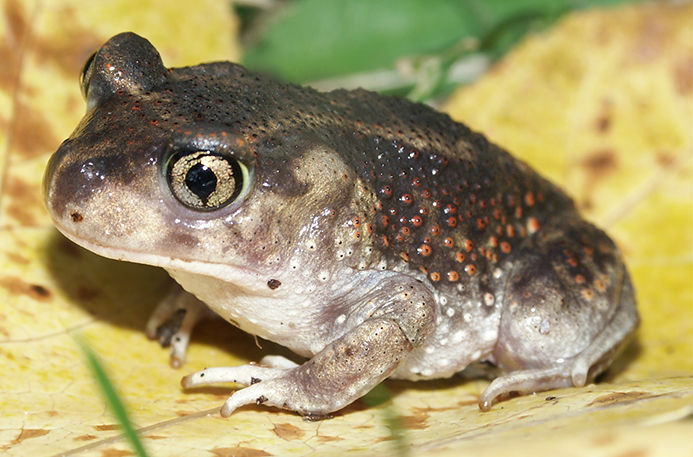 <p><span style="font-family: &quot;Times New Roman&quot;, serif">Has a structure on the back of his hind legs specifically used for digging, actively displayed digging behavior, and has a vertical pupil.</span></p>