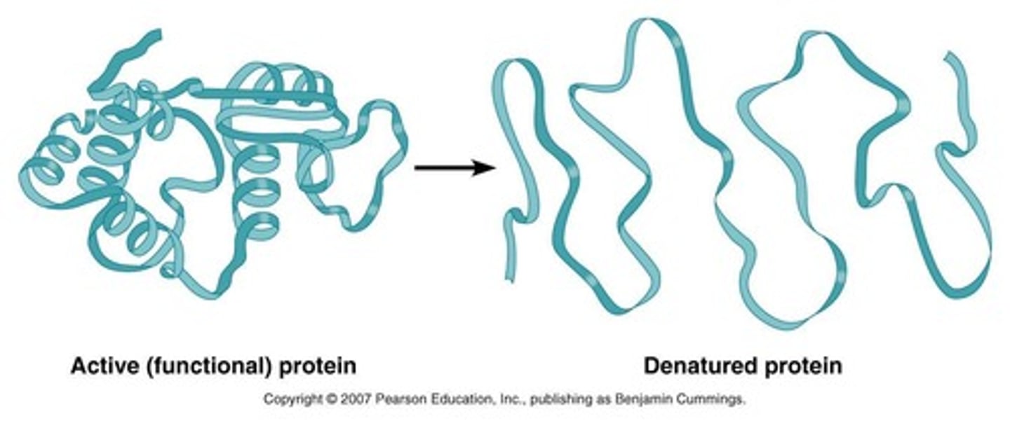 <p>Enzymes that lose structure and functionality due to conditions.</p>