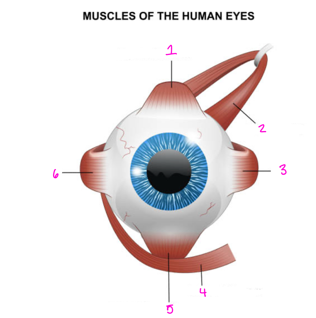 <p>Identify 5</p>