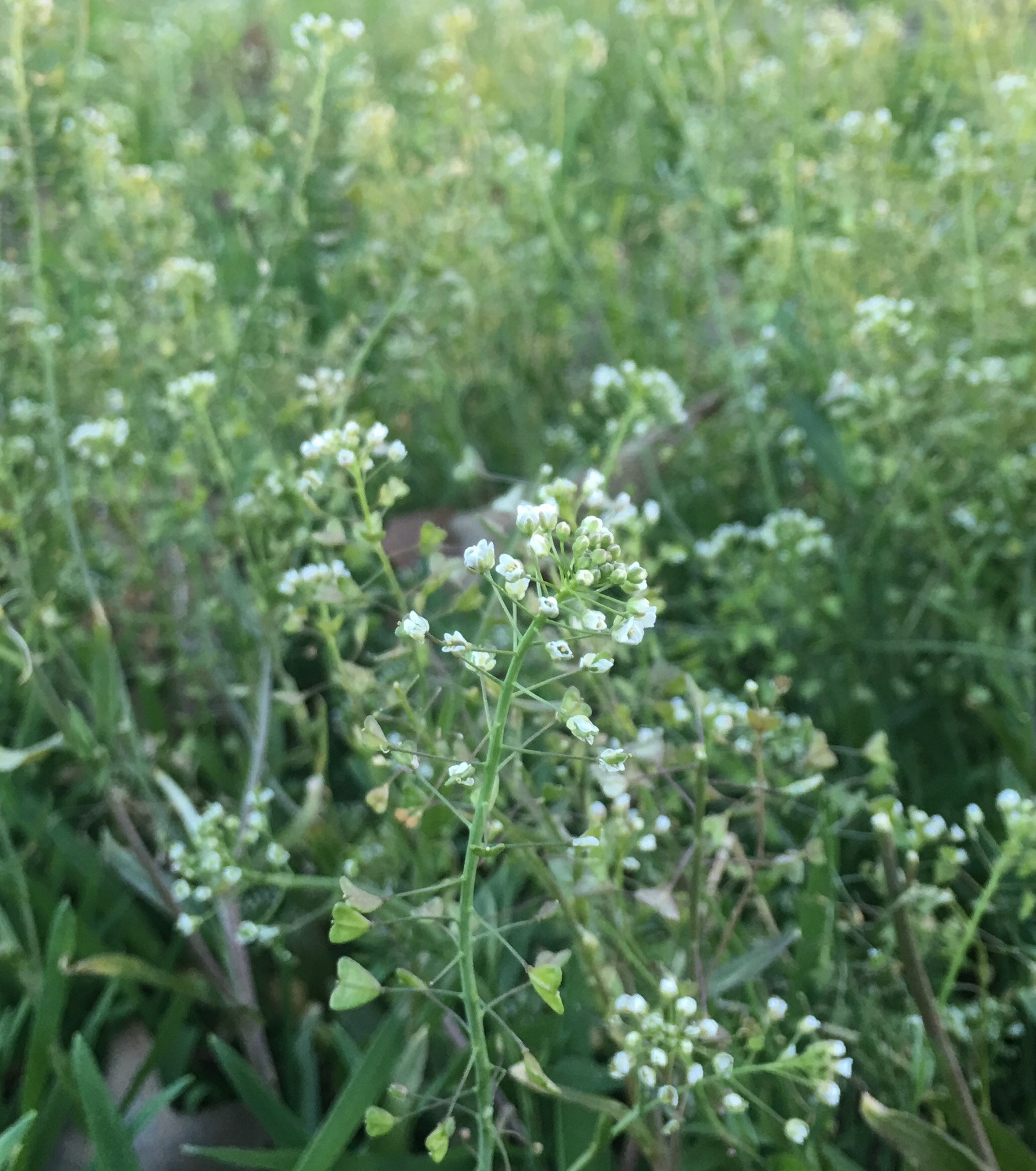 <p>Which Genus and Division does this live specimen belong to?</p>