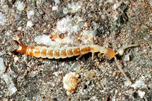 <p>Diplura, kaksisukahäntäiset</p>