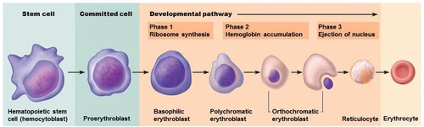 <p>Hematopoietic stem cell</p><p>proerythroblast</p><p>basophilic erythroblast</p><p>polychromatic erythroblast</p><p>orthochromatic erythroblast</p><p>reticulocyte</p><p>erythrocyte. (7 sequences).</p>