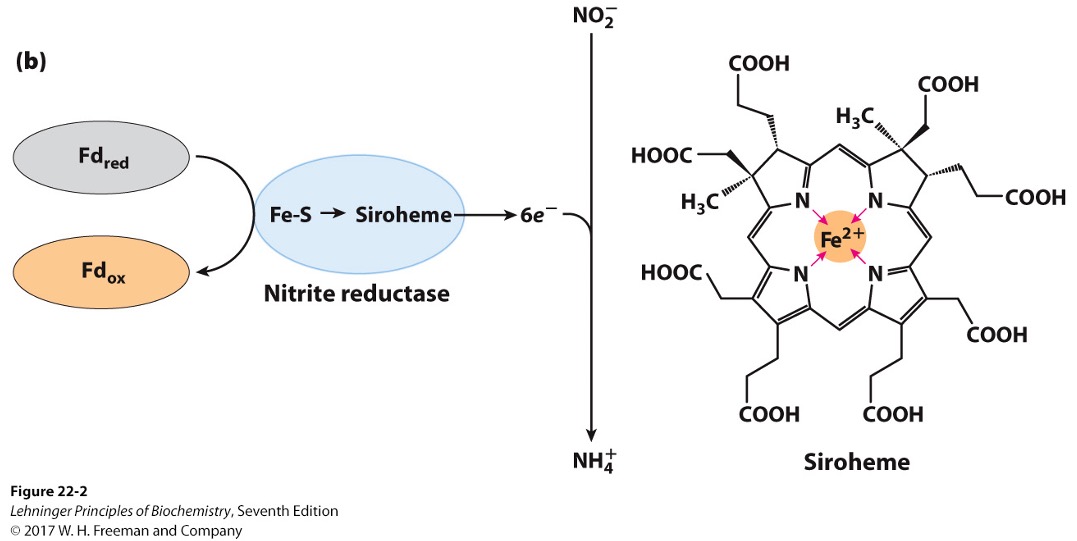 <p>NH4+ </p>