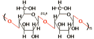 <p>beta-1,4 linkages</p><p>not digested by humans (dietary fibre)</p><p>principal component of plant structure</p><p>most common biopolymer on Earth</p>