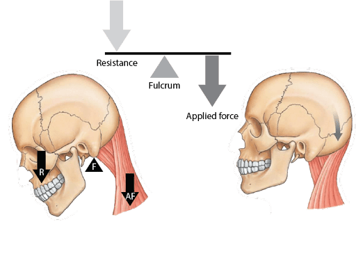 <p>This is an example of what type of lever?</p>