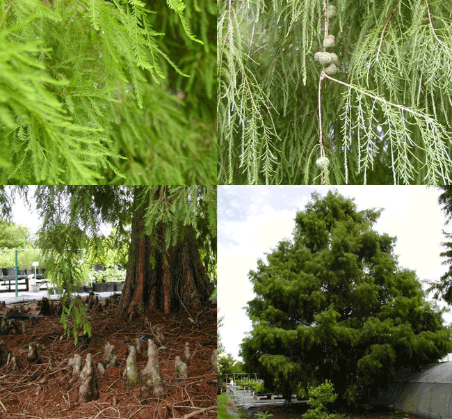 <p>Bald Cypress</p>