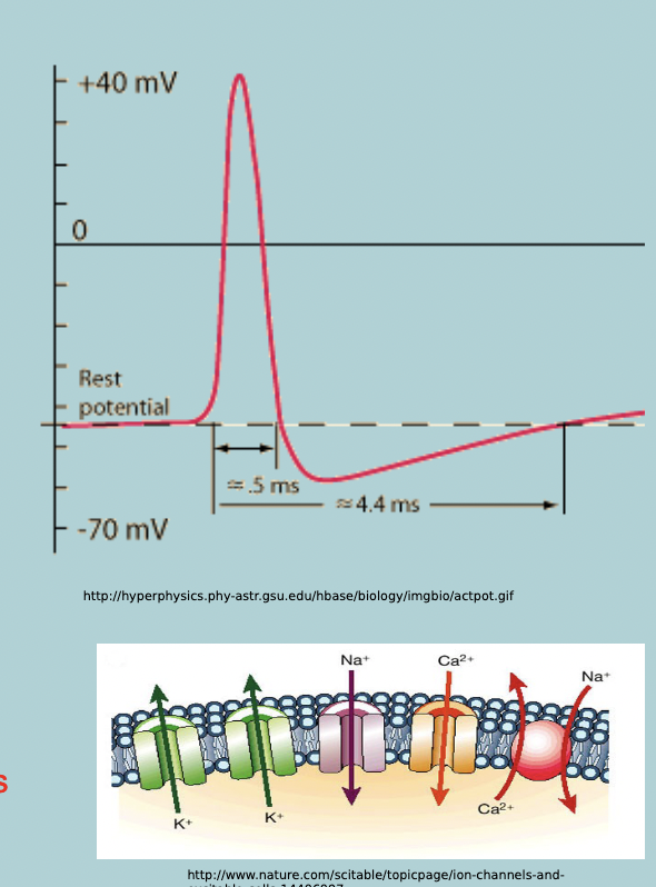 <ol><li><p>Asymmetric concentration distribution of (mainly) K+ and Na+ ions across the PLASMAMEMBRANE established by ACTIVE TRANSPORT mechanisms&nbsp;</p></li><li><p>The presence of ION-SELECTIVE, VOLTAGE GATED K+ and Na+ channels in the plasmamembrane, these channels are normally CLOSED when neuron is at rest</p></li><li><p>When a cell depolarizes, the VOLTAGE change causes these channels to OPEN quickly:</p></li></ol><ul><li><p>Only found in NEURONS and MUSCLE cells</p></li><li><p>INACTIVE after opening&nbsp;</p></li></ul><ol start="4"><li><p>Voltage gates K+ channels open and close more slowly</p></li></ol><p></p>