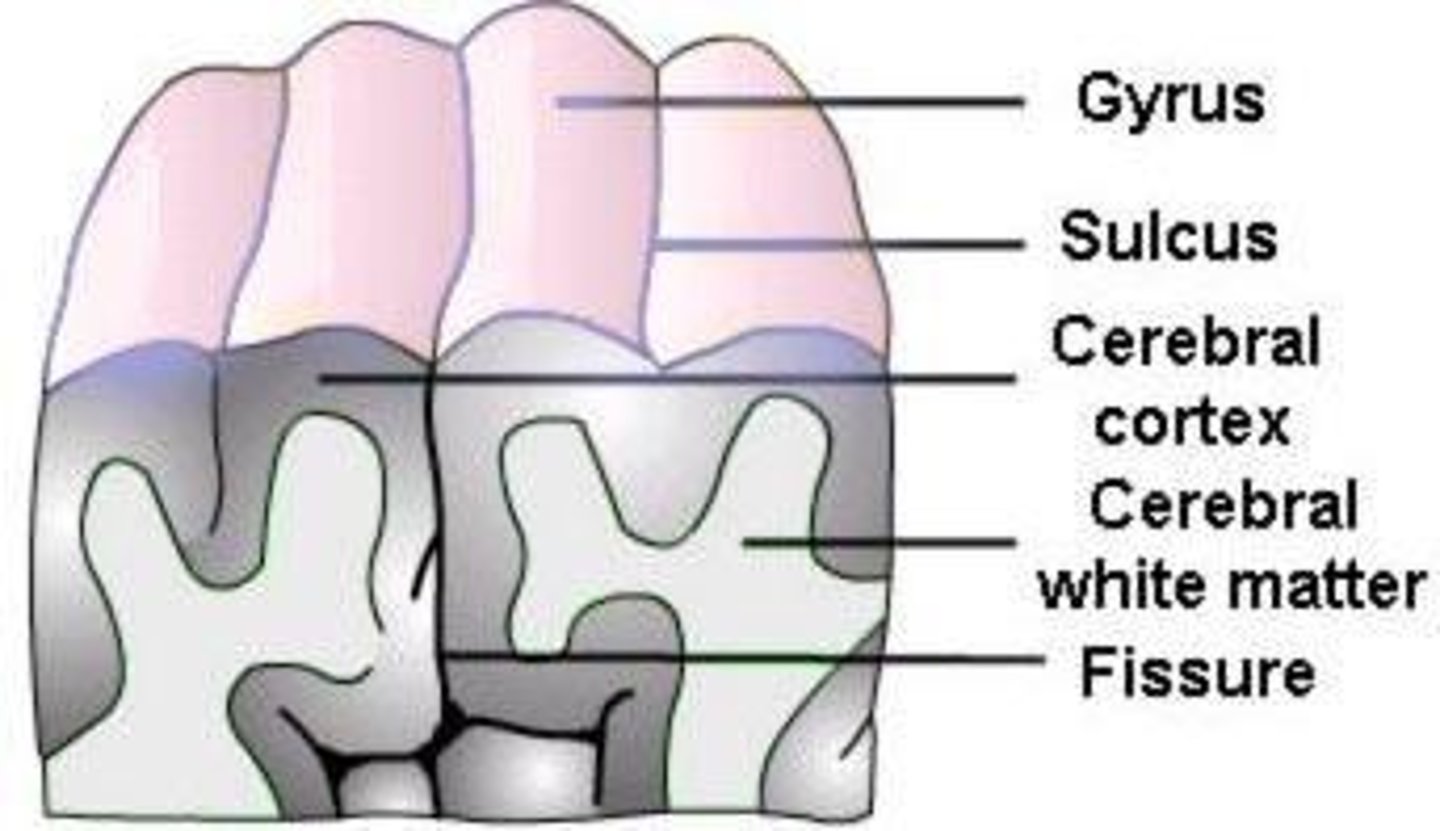 <p>Gyri (folds) and sulci (grooves).</p>