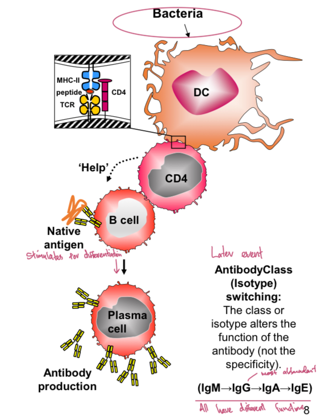 <p>Bacterial proteins enter the phagolysosome of DC: Phagosomal antigen will be loaded onto MHC-II for CD4 (helper) T cell stimulation. Helper T cells stimulate B cells to make antibody. Only B cells that recognise antigen are activated.</p>