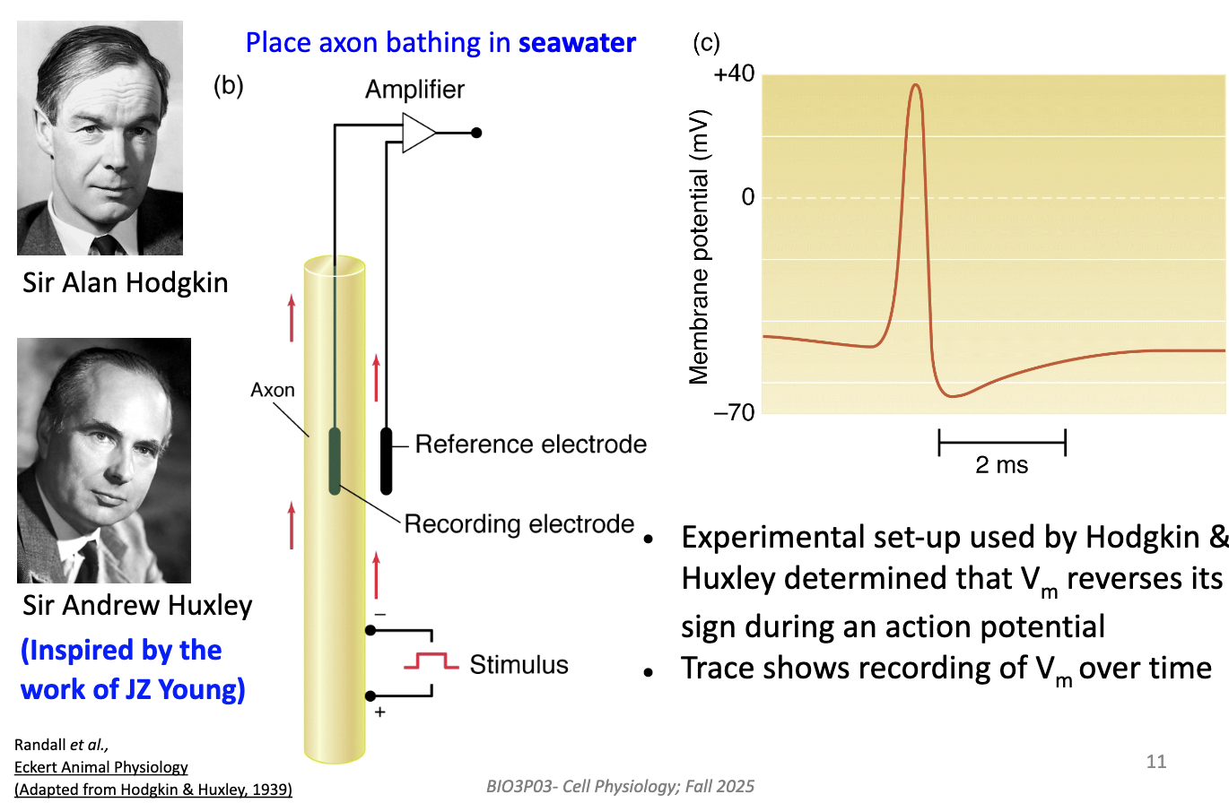 <ul><li><p>Recorded <strong>membrane potential (Vm)</strong> while axon was in seawater.</p></li><li><p>Found that during AP, <strong>Vm reverses sign</strong> (inside becomes positive).</p></li><li><p>Confirmed that <strong>AP = brief polarity reversal</strong> across the membrane.</p></li><li><p>Confirmed after certain <strong>threshold</strong> AP looks the same.</p></li></ul><p></p>