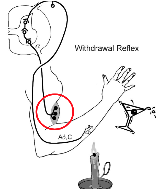 <p>The person was holding a drink in their hand until a candle was lit under their arm. Explain step one of the “Flexion Withdrawal Reflex” in this image.</p>