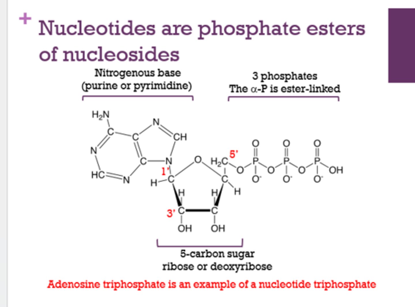 <p>nucleotide</p>