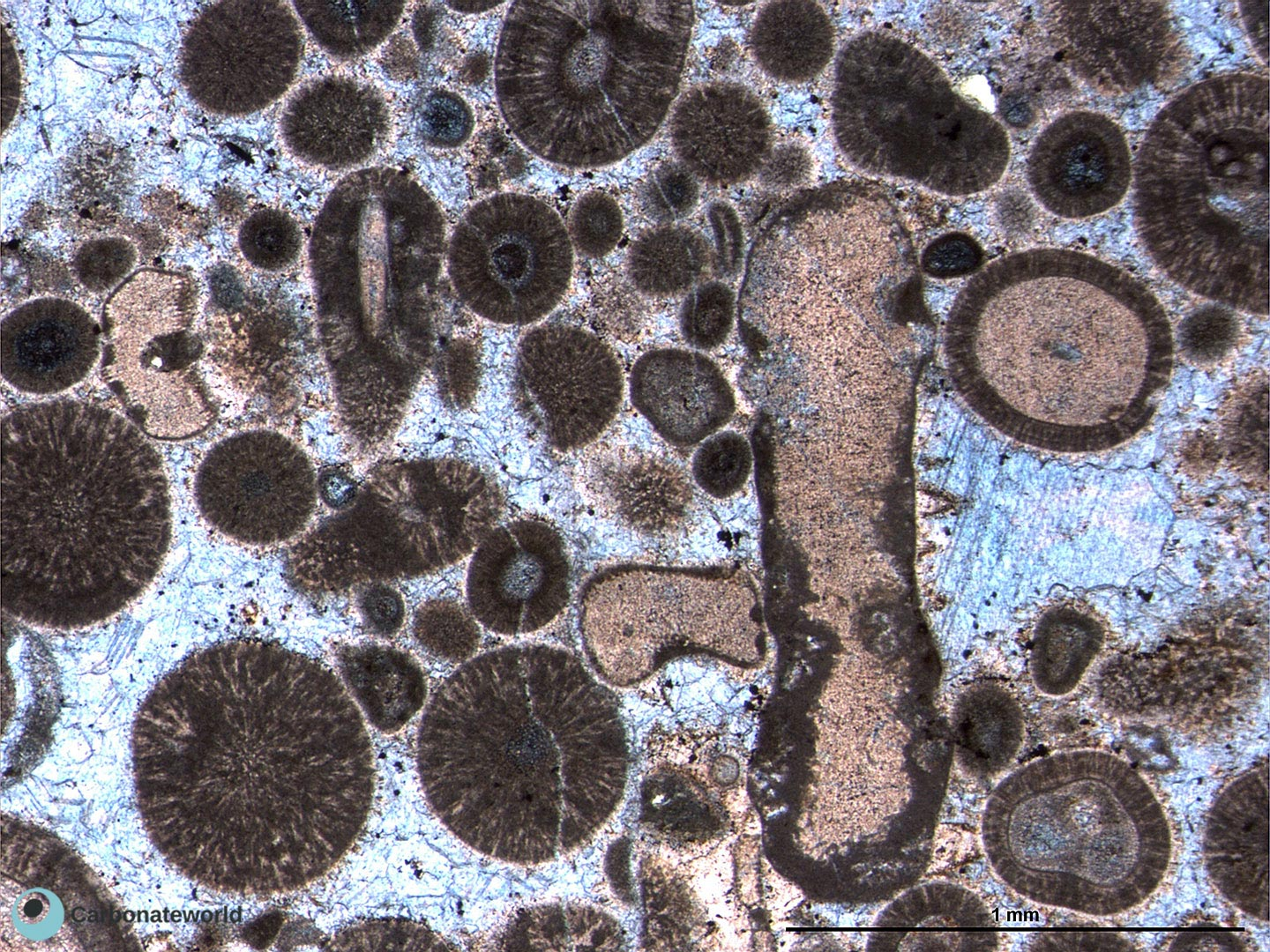 <p>An organism bores into a shell, creating a dark carbonate film around it. This is done by a type of algae (endolithic boring algae) that produces carbonate mud as it digs into the shell</p>