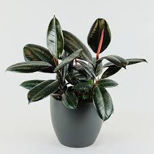 <p><span>Ficus elastica 'Decora' / Decora Rubber Plant</span></p>