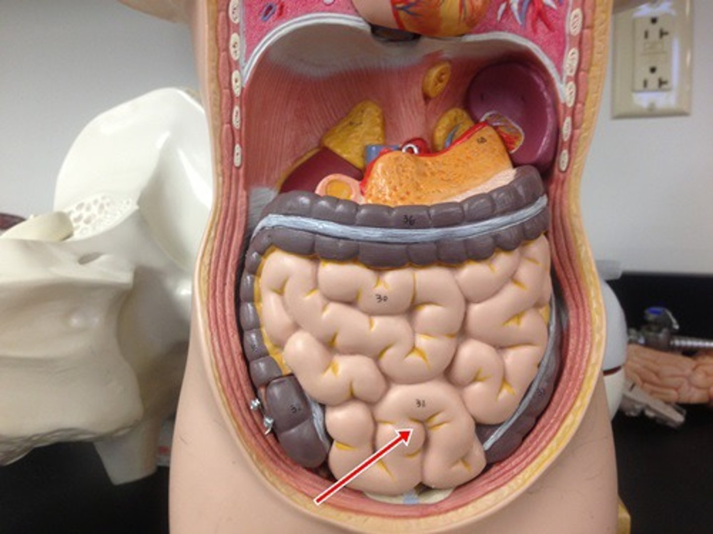 <p>inferior portion of small intestines</p>