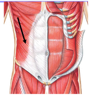 <p>Origin: External surface of lower 8 ribs</p><p>Insertion: Anterior half of iliac crest and linea alba</p><p>Action: Compresses abdomen, contralaterally rotates and flexes vertebral column</p>