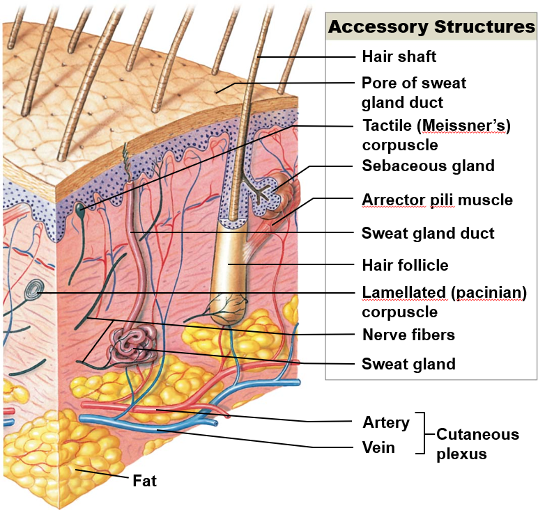 <ul><li><p>derived from embryonic epidermis</p></li><li><p>located in dermic</p></li><li><p>project through skin surface</p></li></ul><p></p>