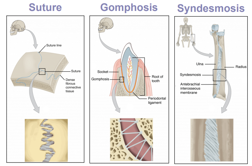 <ul><li><p>Suture</p></li><li><p>Gomphosis</p></li><li><p>Syndesmosis</p></li></ul>