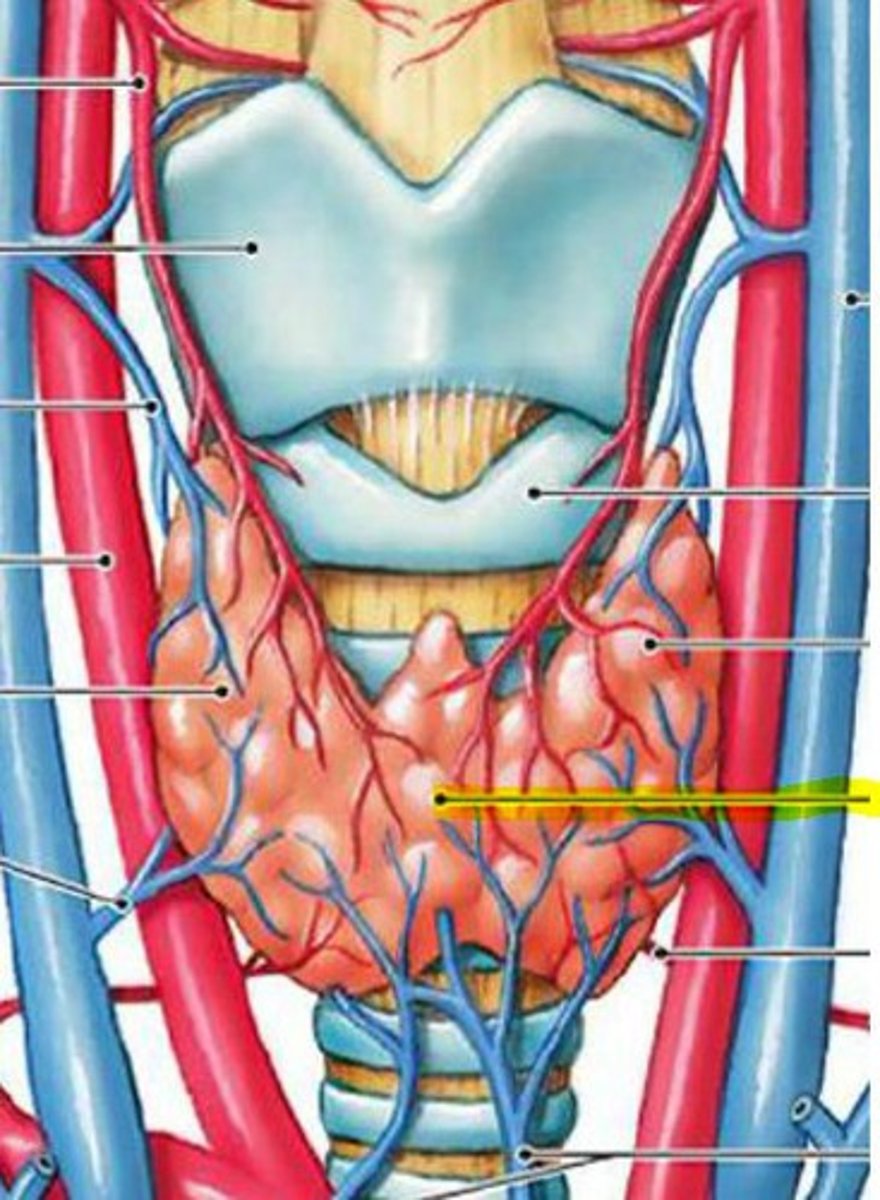 <p>-Anterior to the trachea</p><p>-Medial and anterior to the CCA and IJV</p>