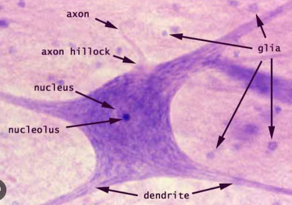 <p>Axon hillock</p>