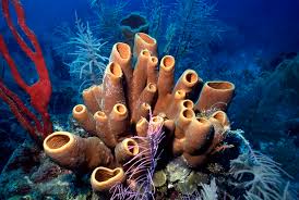 <p>Porifera (Sponges)</p>
