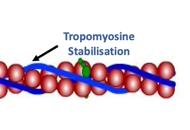 <p></p><ul><li><p><strong>Type :</strong> Protéine accessoire</p></li><li><p><strong>Filament :</strong> Microfilaments d’actine</p></li><li><p><strong>Fonction :</strong> Stabilise les filaments d’actine en s’enroulant dans les sillons</p></li></ul><p></p>