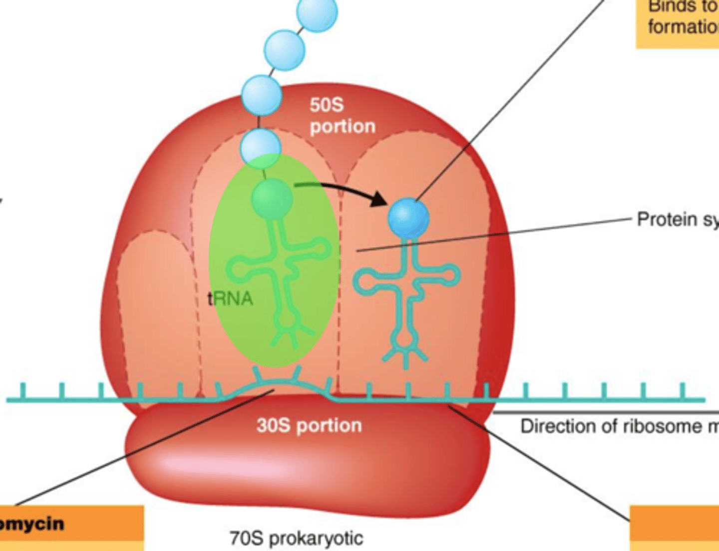 <p><strong>Antibiotics That Inhibit Protein Synthesis</strong></p><p></p><p>- Binds 50S ribosomes, thus blocking continuation of protein synthesis; a macrolide</p><p>- Broad-spectrum</p>