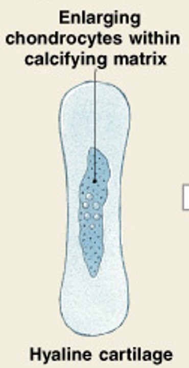 <p>Which step of endochondral ossification have:</p><ul><li><p><span style="color: yellow;"><strong>Chondrocytes in the center of hyaline cartilage</strong></span>:</p><ul><li><p>Enlarge</p></li><li><p>Form struts and calcify</p></li><li><p>Die, leaving cavities in cartilage</p></li></ul></li></ul><p></p>