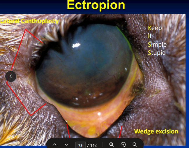 <p><span style="background-color: transparent;"><strong><span>Ectropion</span></strong></span></p>