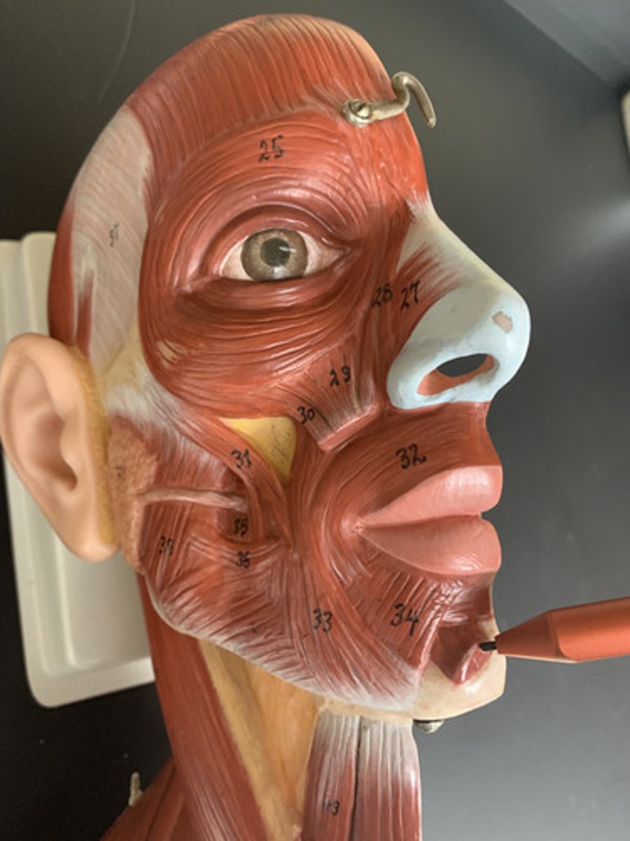 <p>O: body of the mandible</p><p>I: skin of the chin</p><p>A: elevates, protracts, and depresses lower lip</p><p></p>