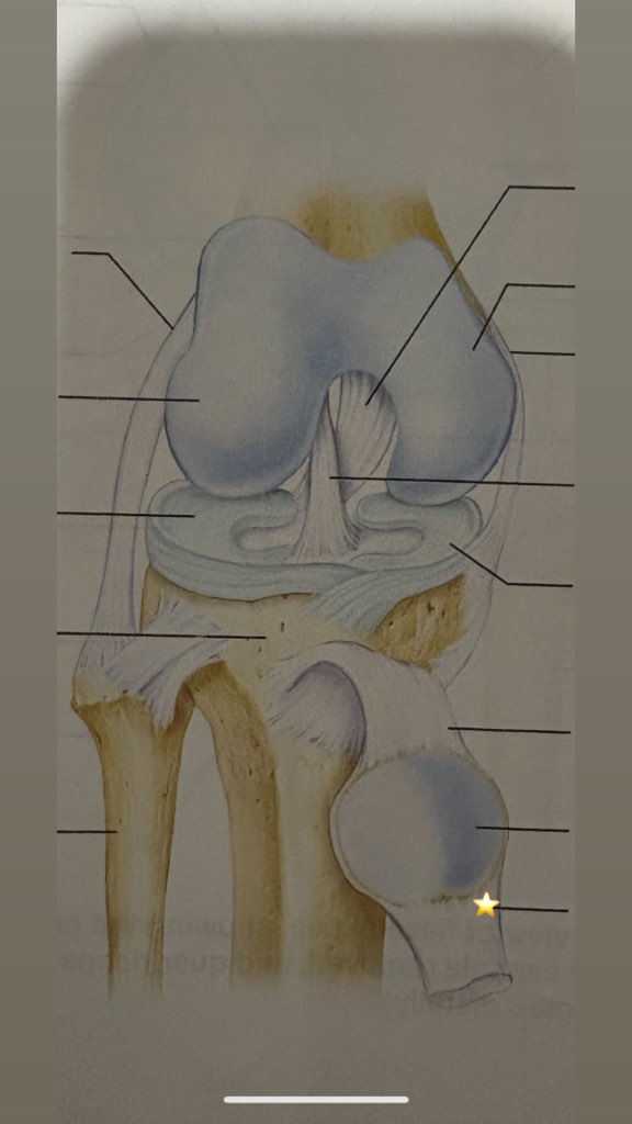 <p>name the starred structure</p>