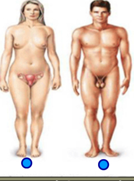 <p>Reproductive system </p>