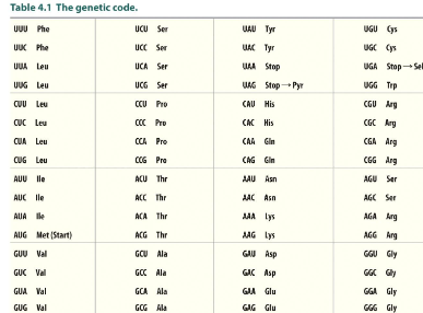 <ul><li><p>codon box</p><ul><li><p>made of 4 three letter codes (64 in all)</p></li><li><p><strong>61 </strong>codons recognized by tRNA for incorporation for the 20 common AA</p></li><li><p><strong>3 codon signal termination or code for selenocysteine and pyrrolysine</strong></p></li></ul></li></ul><p></p>