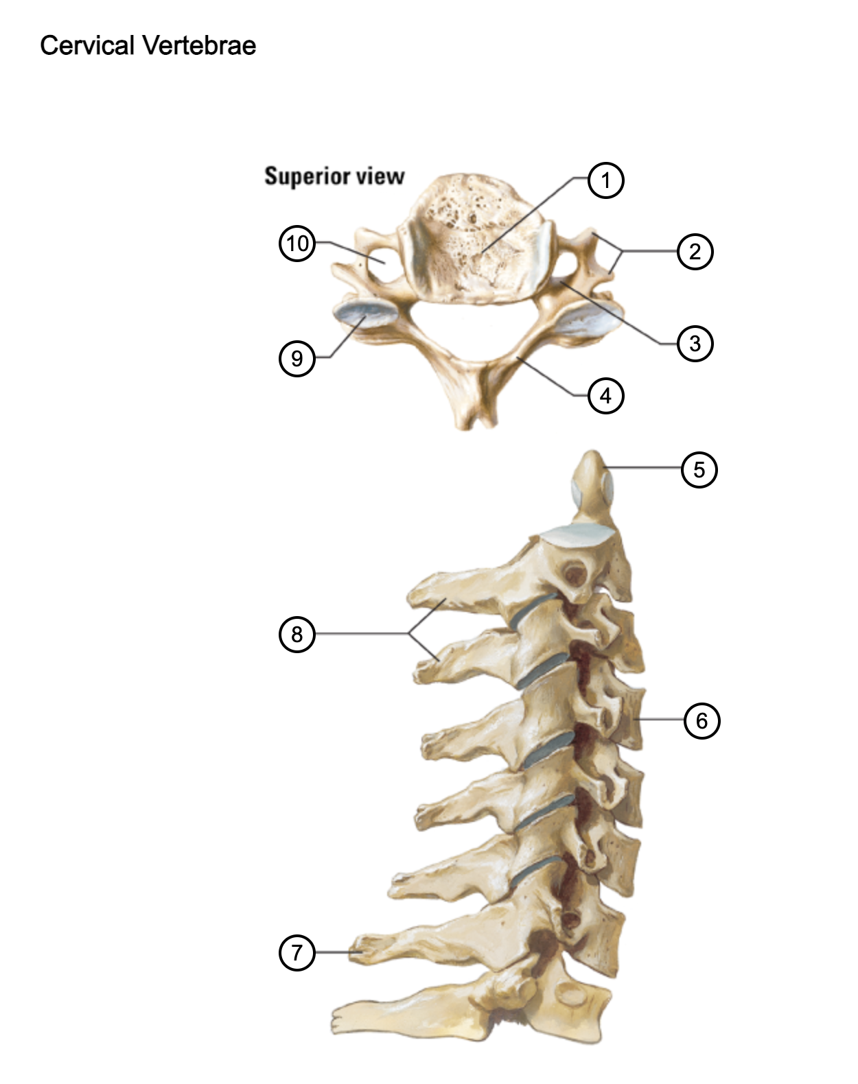 <p>4</p>