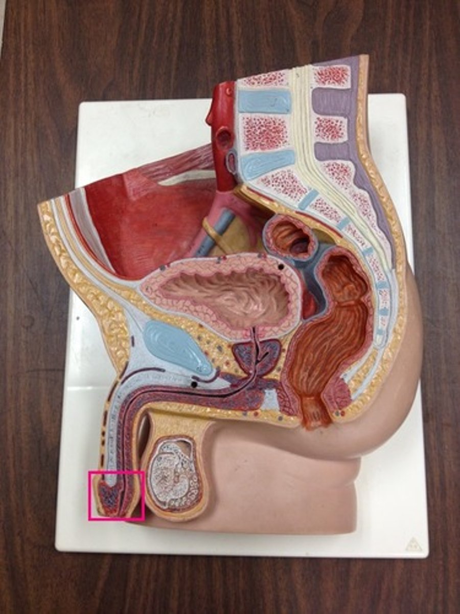 <p>Identify the specific portion.</p>