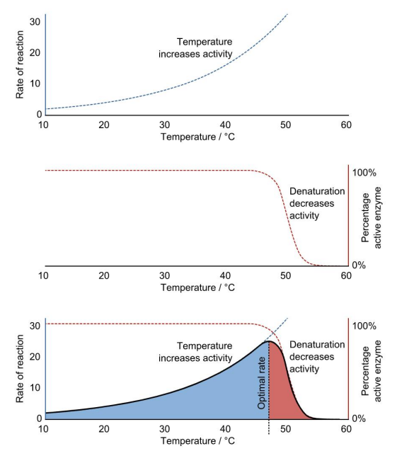 <p><strong><u>The Q10 value of a reaction describes how much its rate increases with every 10C temperature increase.</u></strong></p><ul><li><p>This is based on the simple principle that reaction rate increases with temperature in chemical reactions</p></li><li><p>This principle applies to biochemical reactions as well, including reactions mediated by proteins or enzymes</p></li></ul><p></p><p><strong><u>Varying Q10 Curves</u></strong></p><ul><li><p>Reaction rates vary with temperature in different ways</p></li><li><p>The Q10 value of a reaction describes how much a particular reaction increases with a 10 C temperature increase.</p></li><li><p>Q10 values of 2 indicate a doubling (<strong>X2 INCREASE</strong>) of the reaction rate over a 10C increase in temperature</p><ul><li><p>A Q10 of 2 is a common value for biochemical reactions</p></li></ul></li></ul><p></p><p><strong><u>Enzyme Response Curve Components</u></strong></p><ul><li><p>Biochemical reactions increase with temperature</p></li><li><p>Enzymes mediating biochemical reactions DENATURE at high temperature, rapidly losing function (middle panel). </p></li><li><p>The response curve increases initially in response to temperature as a result of the effect of temperature on reaction rates</p></li><li><p>BUT reaction rate DECREASES rapidly as temperature approaches and passes the denaturation temperature of the enzyme mediating the reaction</p></li><li><p>This <strong><u>SKI JUMP</u></strong> shape is typical of biochemical reactions, whole tissue responses such as that of muscle, and of activity levels in whole organisms.</p></li></ul><p></p>