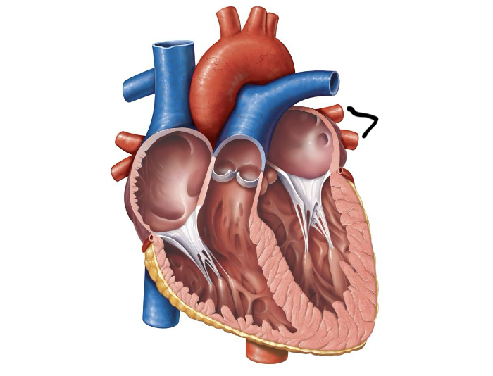 <p>Label and function</p>