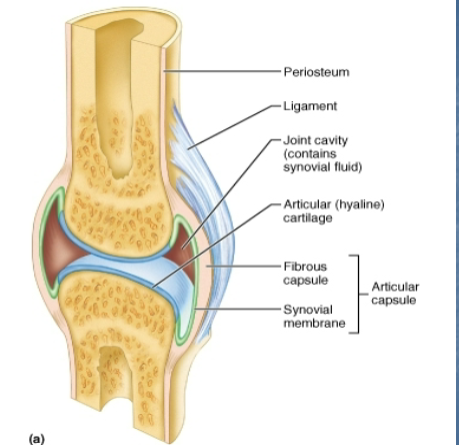 <p>Articular cartilage, joint cavity, synovial fluid, articular capsule, reinforcing ligaments,<strong> bursa</strong></p>